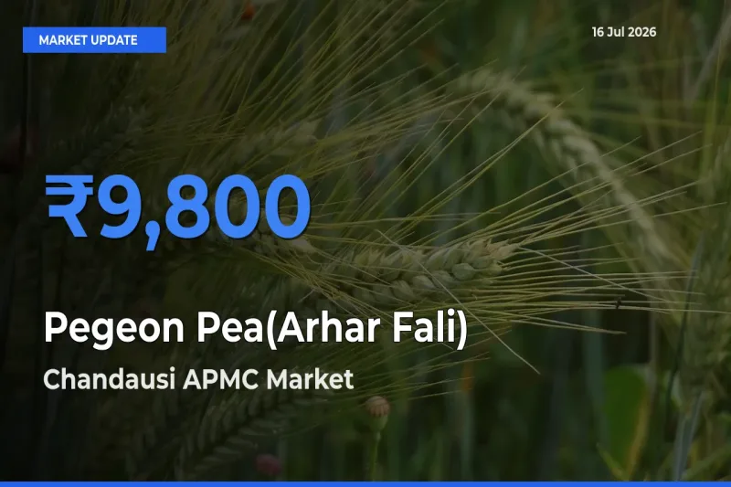 Chandausi APMC Emerges as Top Mandi for Pegeon Pea(Arhar Fali) Prices Today