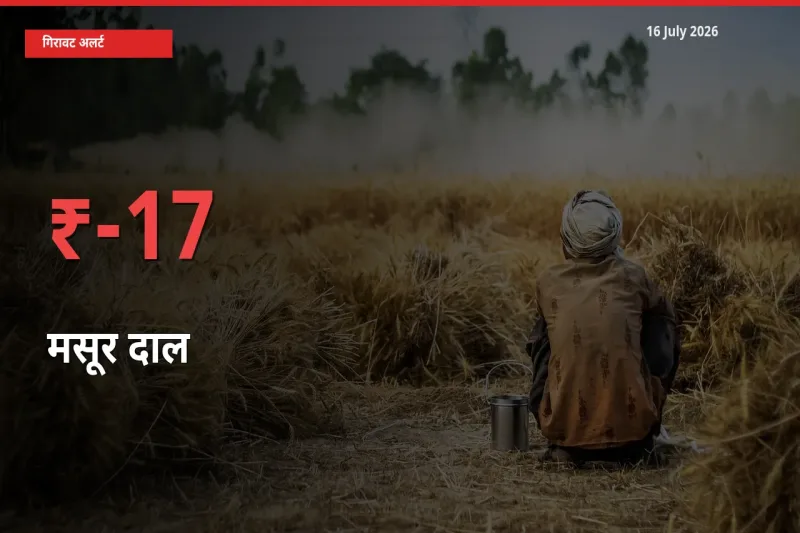 16 July अपडेट: मसूर दाल के दाम मंडी में 17.47% गिरे