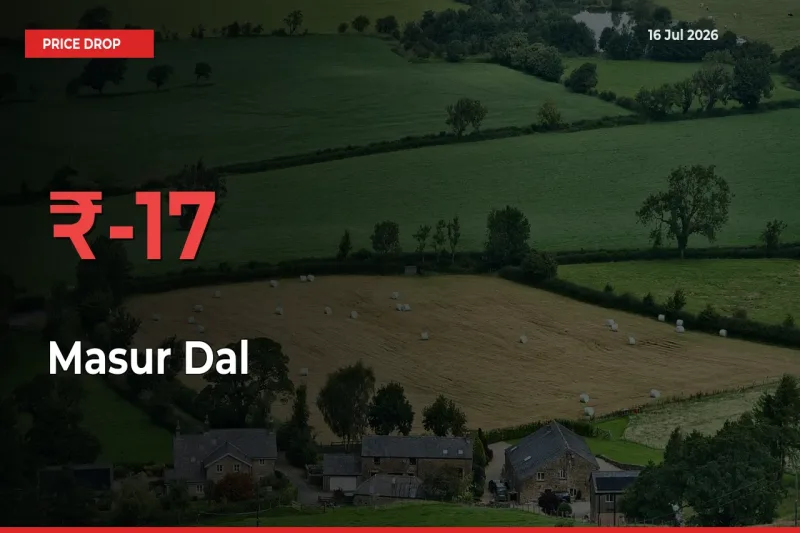 17.47% Drop in Masur Dal Prices – Mandi Sees Sudden Fall