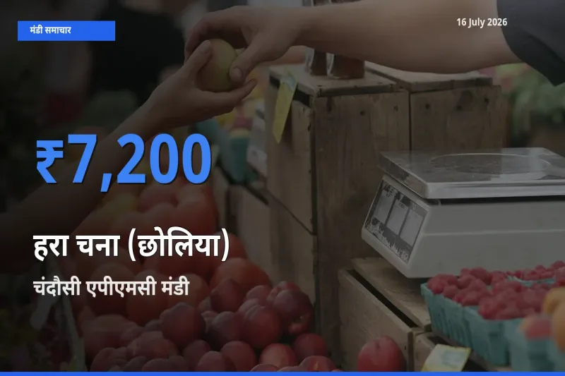 आज का मंडी भाव: हरा चना (छोलिया) के सबसे ज़्यादा दाम चंदौसी एपीएमसी में