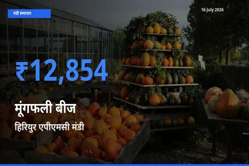 हिरियुर एपीएमसी में मूंगफली बीज का आज सबसे ऊँचा भाव