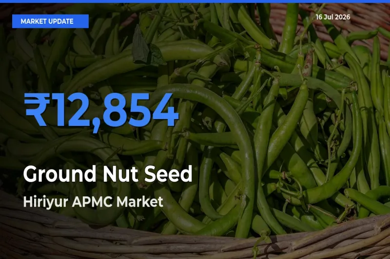 Farmers Prefer Hiriyur APMC as Ground Nut Seed Hits Highest Rate