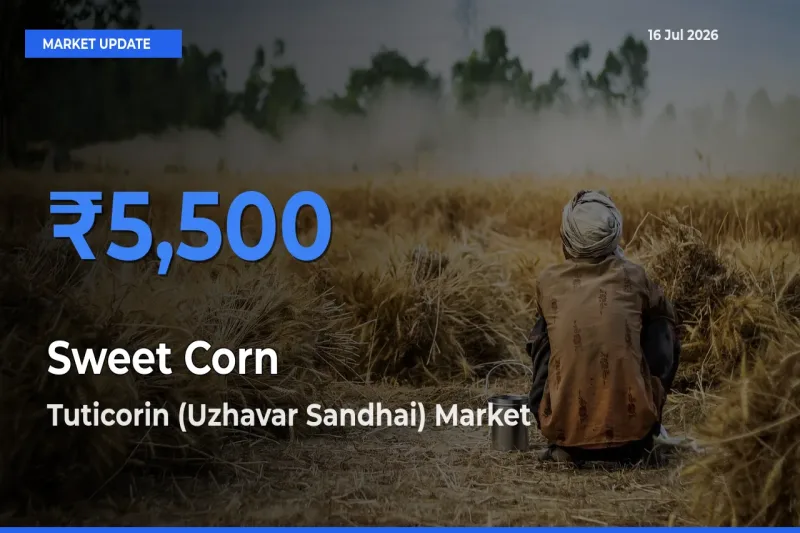 Tuticorin (Uzhavar Sandhai) Offers ₹5,500 – Highest Sweet Corn  Rate Today