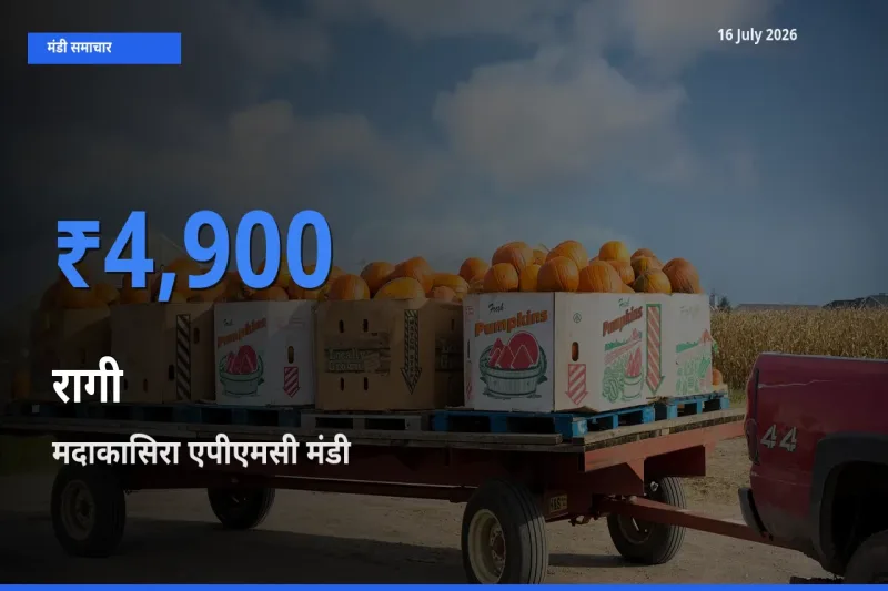 टॉप मंडी बना मदाकासिरा एपीएमसी! रागी के सबसे ऊँचे दाम यहीं दर्ज