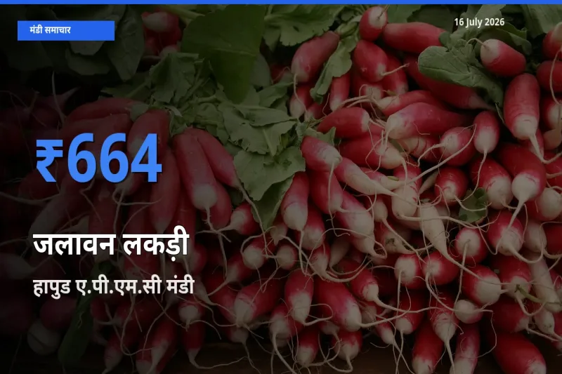 आज जलावन लकड़ी के सबसे ऊँचे दाम ₹664 हापुड ए.पी.एम.सी मंडी में