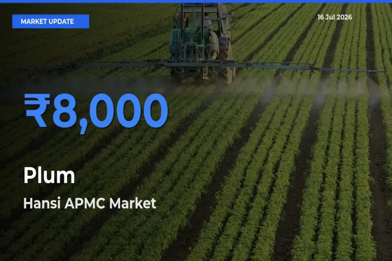 Plum Mandi Rate Today: Hansi APMC Tops the List