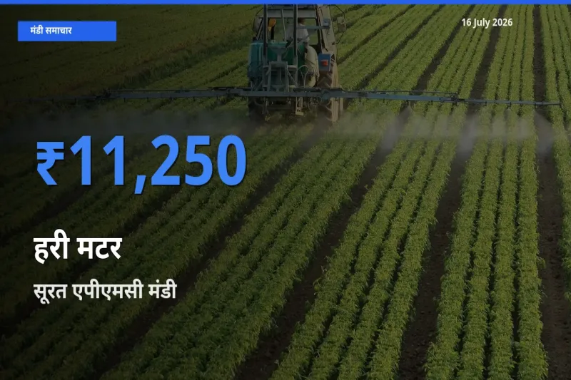 सूरत एपीएमसी में हरी मटर का आज सबसे ऊँचा भाव