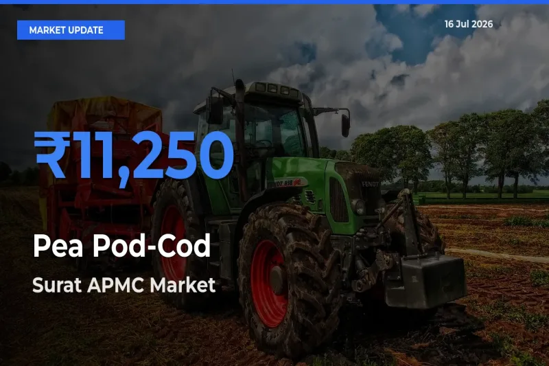Pea Pod-Cod Mandi Rate Today: Surat APMC Tops the List
