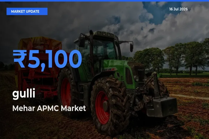Market Watch: Mehar APMC Becomes Top Mandi for gulli