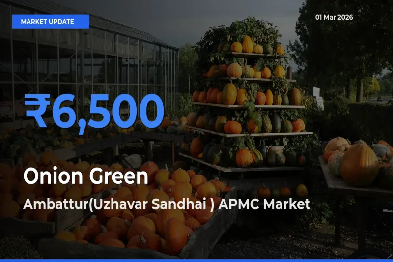 Ambattur(Uzhavar Sandhai ) APMC Records Highest ₹6,500 Rate for Onion Green
