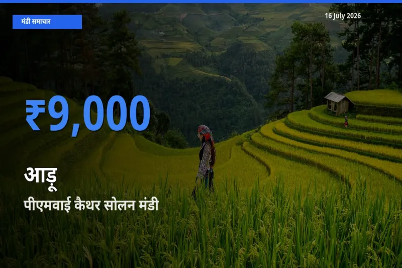 आज आड़ू के सबसे ऊँचे दाम ₹9,000 पीएमवाई कैथर सोलन मंडी में