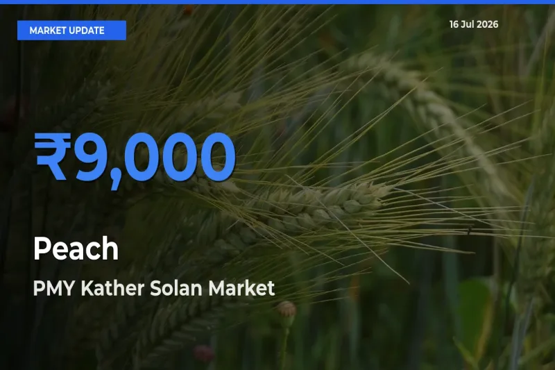 PMY Kather Solan Tops Peach Mandi Rates Today