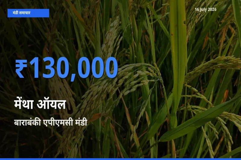आज का मंडी भाव: मेंथा ऑयल के सबसे ज़्यादा दाम बाराबंकी एपीएमसी में