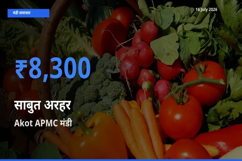 16 July अपडेट: साबुत अरहर के सबसे ऊँचे दाम Akot APMC मंडी में