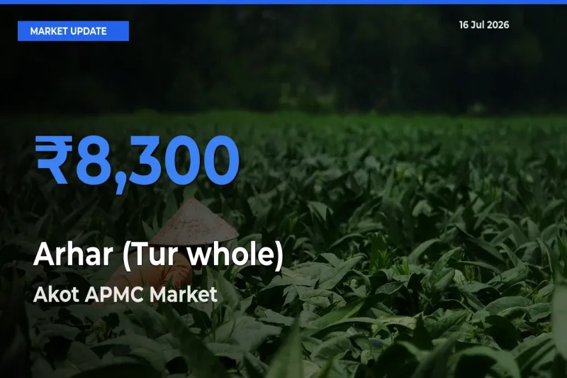 Akot APMC Tops Arhar (Tur whole) Mandi Rates Today