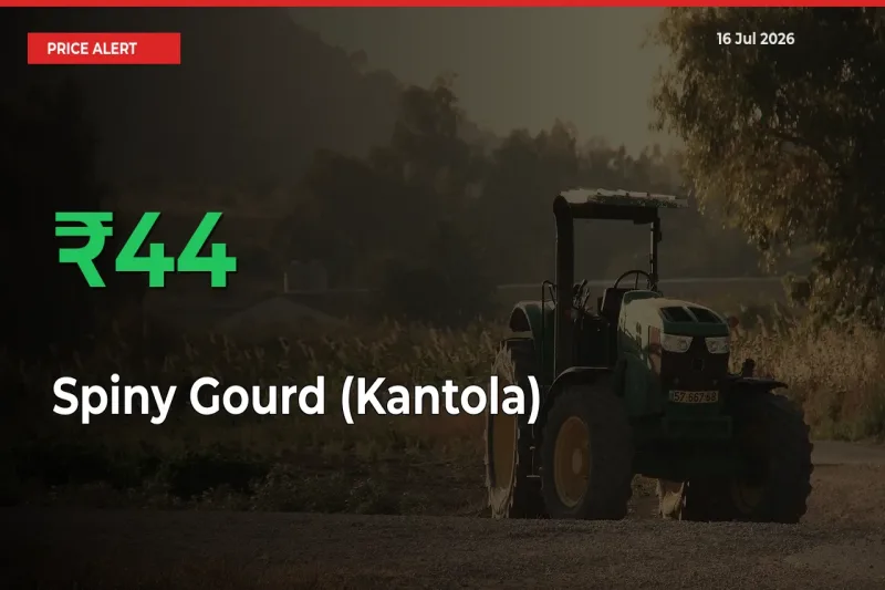 Spiny Gourd (Kantola) Mandi Rate Today: Prices Jump 43.53% at Market