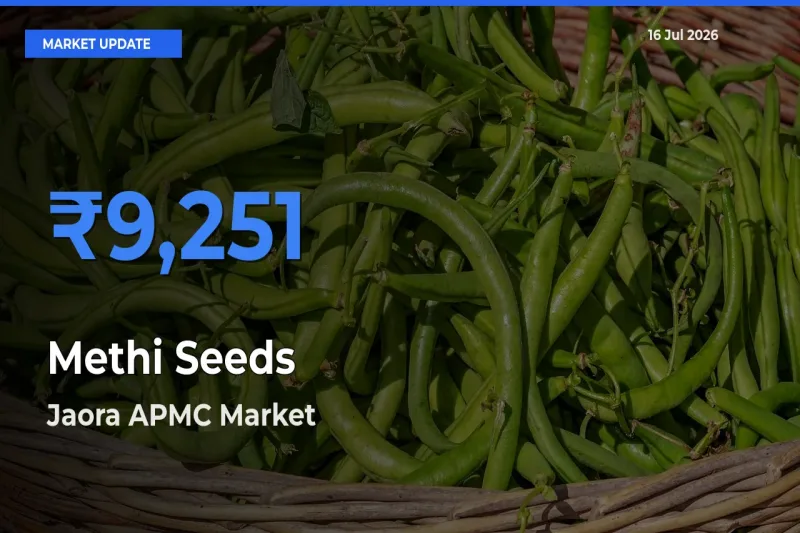 Jaora APMC Emerges as Top Mandi for Methi Seeds Prices Today