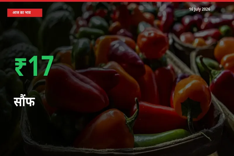 सौंफ 16.52% उछला, मंडी