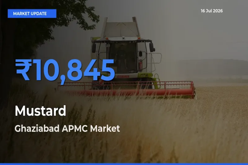 Ghaziabad APMC Leads as Top Mandi for Mustard Prices