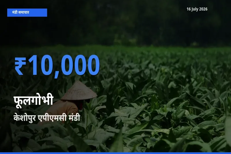 टॉप मंडी बना केशोपुर एपीएमसी! फूलगोभी के सबसे ऊँचे दाम यहीं दर्ज