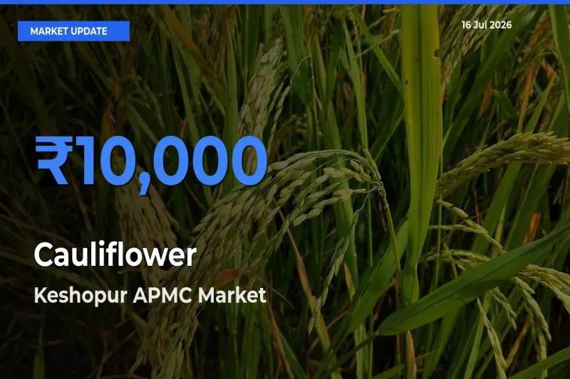 Keshopur APMC Emerges as Top Mandi for Cauliflower Prices Today