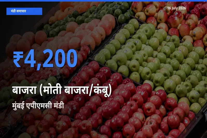 मुंबई एपीएमसी में बाजरा (मोती बाजरा/कंबू) का आज सबसे ऊँचा भाव