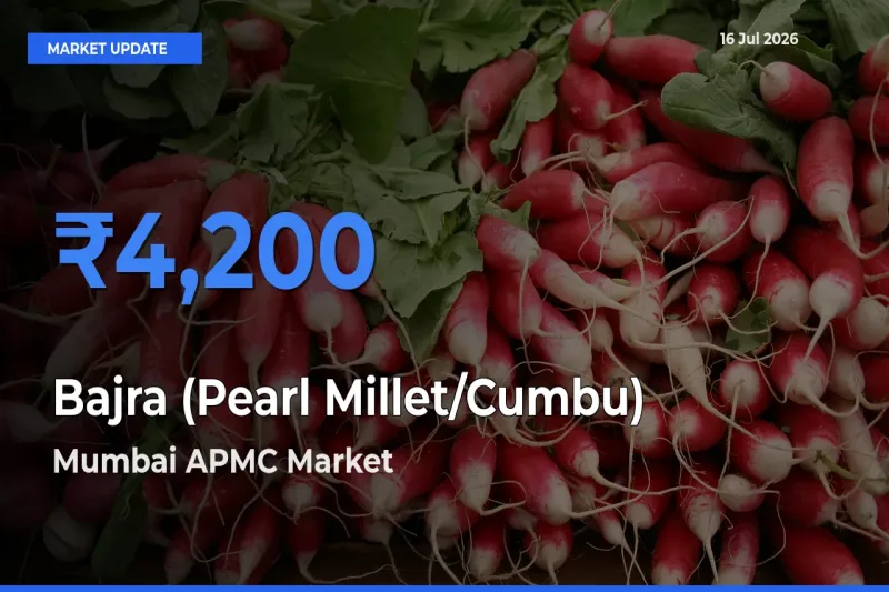 Mumbai APMC Tops Bajra (Pearl Millet/Cumbu) Rates – July 16 Market Update