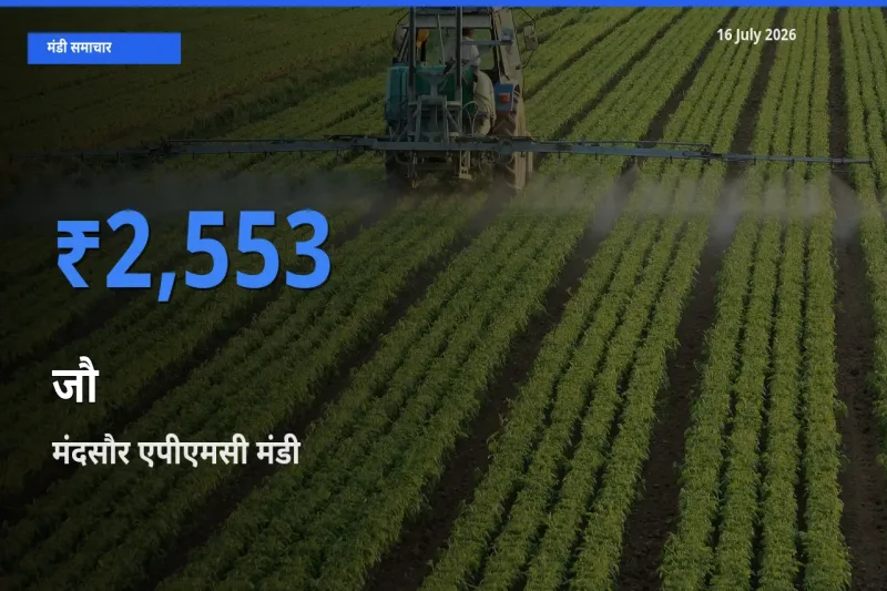 मंदसौर एपीएमसी में जौ का आज सबसे ऊँचा भाव