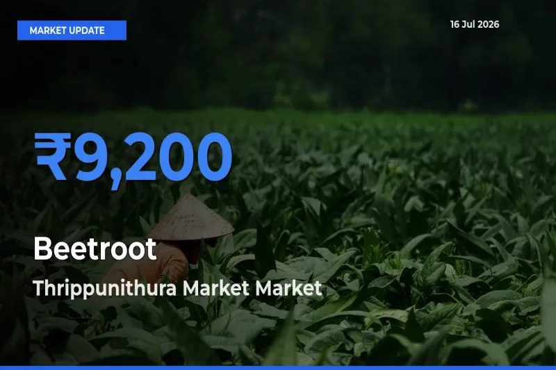 Beetroot Mandi Rate Today: Thrippunithura Market Tops the List