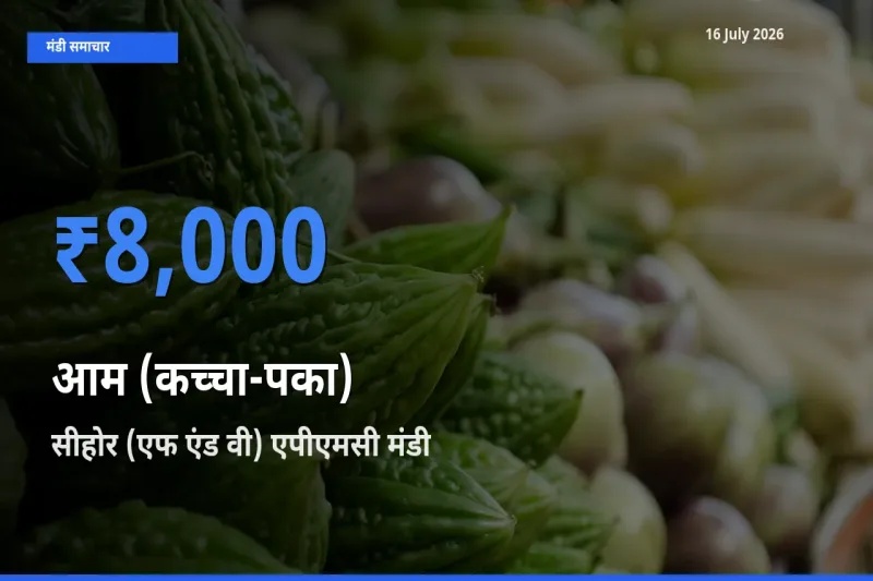 सीहोर (एफ एंड वी) एपीएमसी में आम (कच्चा-पका) का आज सबसे ऊँचा भाव