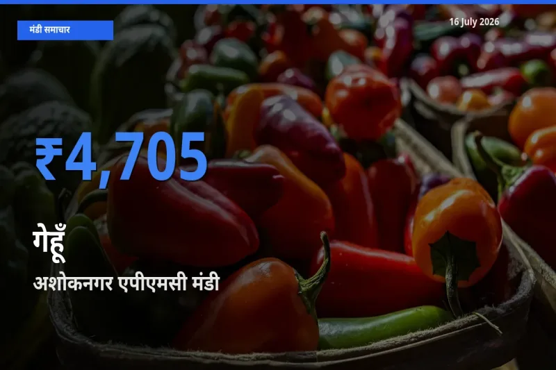 किसानों की पसंद बना अशोकनगर एपीएमसी, गेहूँ के सबसे अच्छे दाम