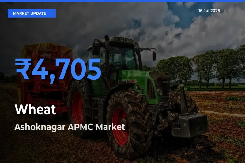 Ashoknagar APMC Tops Wheat Rates – July 16 Market Update