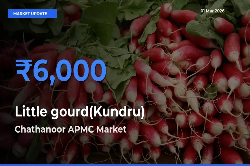Chathanoor APMC Offers ₹6,000 – Highest Little gourd(Kundru) Rate Today