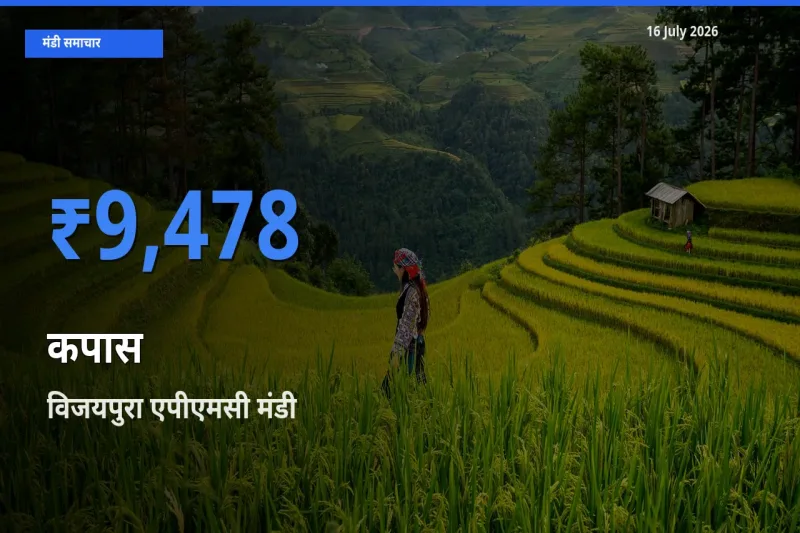 आज कपास के सबसे ऊँचे दाम ₹9,478 विजयपुरा एपीएमसी मंडी में