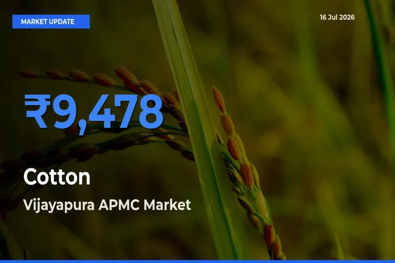 Vijayapura APMC Leads as Top Mandi for Cotton Prices