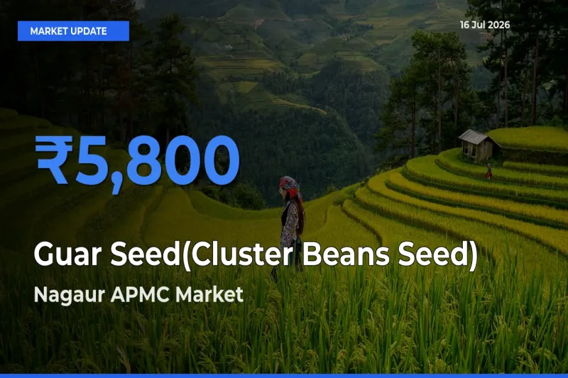 Nagaur APMC Records Highest ₹5,800 Rate for Guar Seed(Cluster Beans Seed)