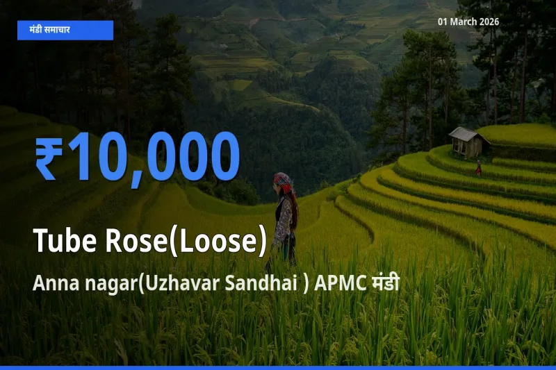 Anna nagar(Uzhavar Sandhai ) APMC मंडी में Tube Rose(Loose) ₹10,000 पर पहुँचा – आज का सर्वोच्च भाव