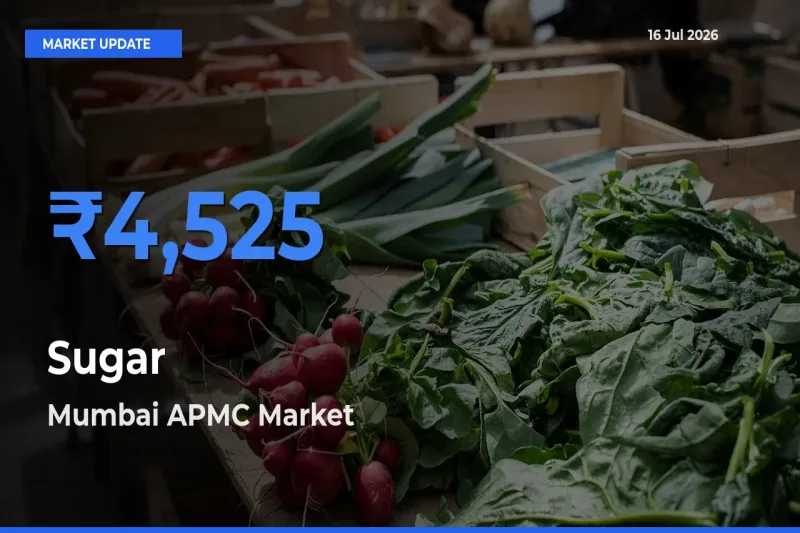 Mumbai APMC Tops Sugar Rates – July 16 Market Update