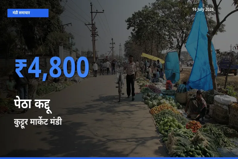 आज पेठा कद्दू के सबसे ऊँचे दाम ₹4,800 कुट्टूर मार्केट मंडी में