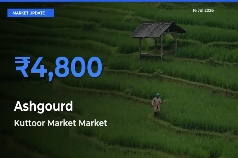 Kuttoor Market Records Highest ₹4,800 Rate for Ashgourd