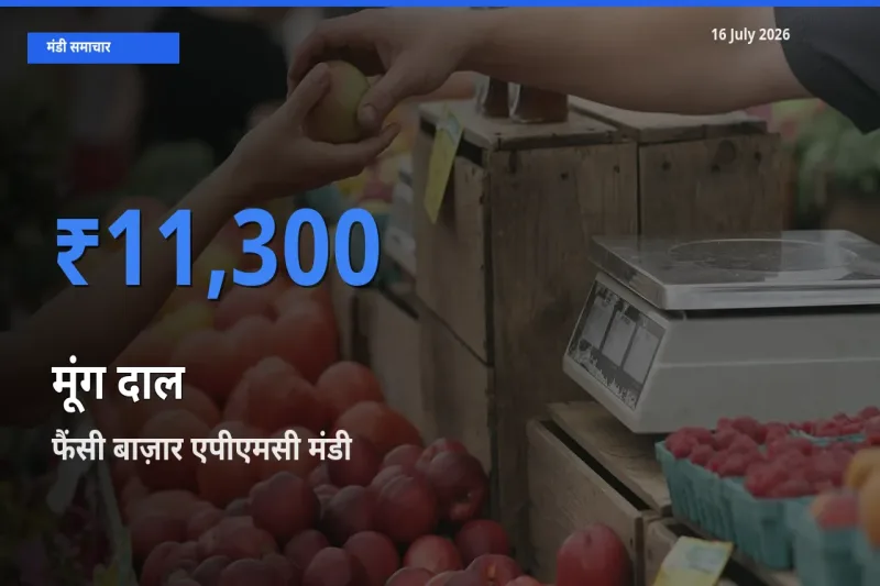 आज मूंग दाल के सबसे ज़्यादा दाम फैंसी बाज़ार एपीएमसी मंडी में दर्ज