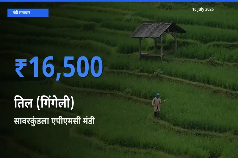 सावरकुंडला एपीएमसी मंडी में आज तिल (गिंगेली) के सबसे ऊँचे दाम दर्ज