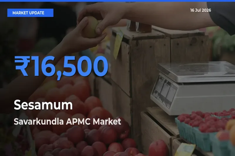 Savarkundla APMC Leads as Top Mandi for Sesamum Prices