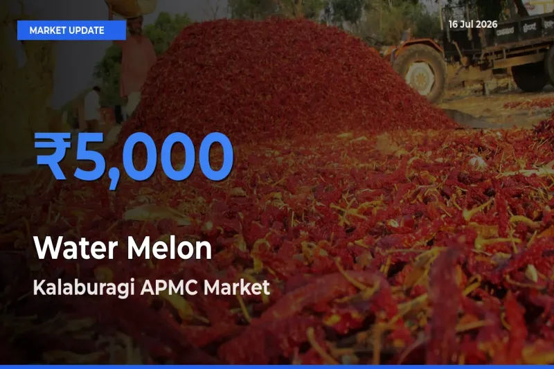 Kalaburagi APMC Tops Water Melon Rates – July 16 Market Update