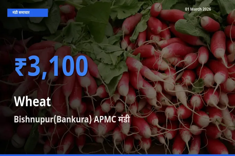 बाज़ार संकेत: Bishnupur(Bankura) APMC बना Wheat के लिए आज की टॉप मंडी