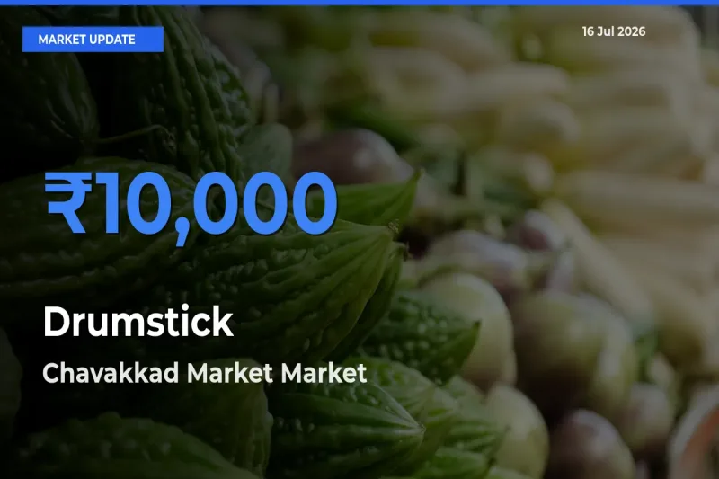 Chavakkad Market Leads as Top Mandi for Drumstick Prices