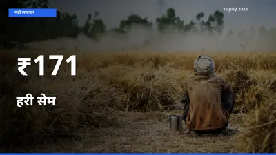 बाज़ार संकेत: हरी सेम के भाव कई मंडियों में समान रुझान दिखा रहे