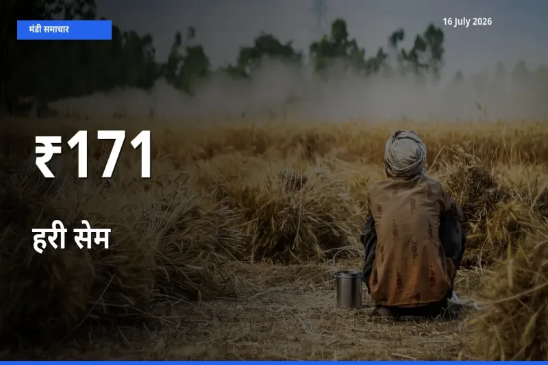 बाज़ार संकेत: हरी सेम के भाव कई मंडियों में समान रुझान दिखा रहे