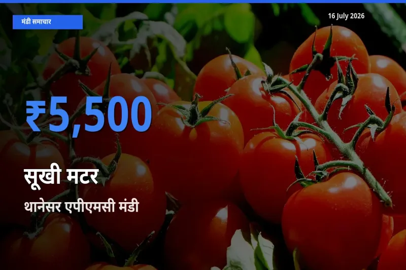 16 July अपडेट: सूखी मटर के सबसे ऊँचे दाम थानेसर एपीएमसी मंडी में