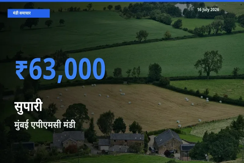 मुंबई एपीएमसी में सुपारी का आज सबसे ऊँचा भाव